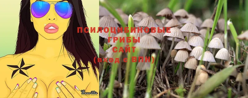 Псилоцибиновые грибы Magic Shrooms  Кохма 